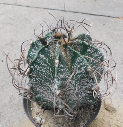 Astrophytum capricorne v. mayor RS 081, La Rinconada, Coahuila, Mexico - Slika 2