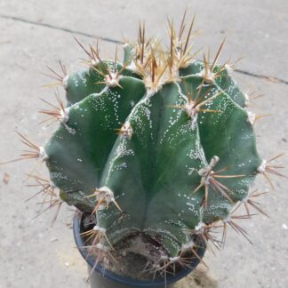 Astrophytum ornatum