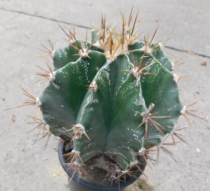 Astrophytum ornatum