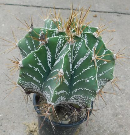 Astrophytum ornatum - Slika 4