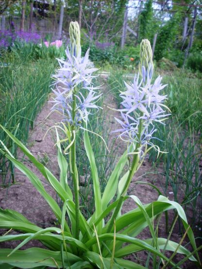 Camassia cusickii