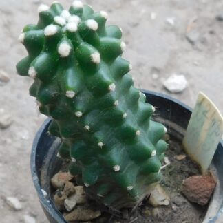 Echinocereus triglohidiatus f. inermis