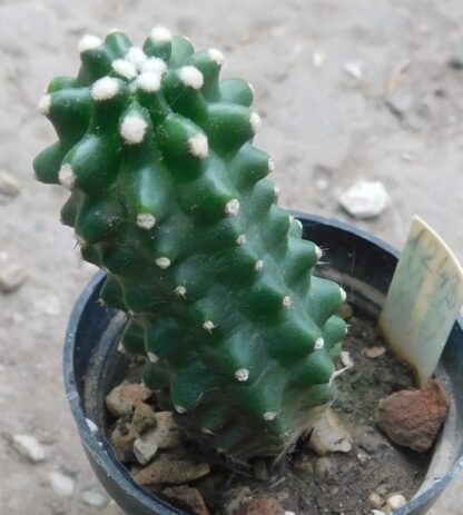 Echinocereus triglohidiatus f. inermis