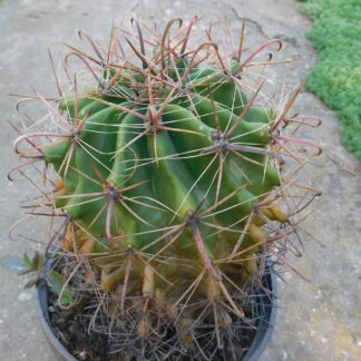 Ferocactus, iz mešavine roda