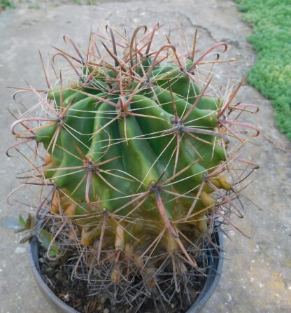 Ferocactus, iz mešavine roda