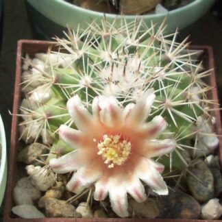 Mammillaria grusonii RS 416, Cerro Bola, Coahuila, Mex.