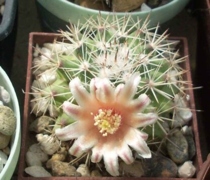 Mammillaria grusonii RS 416, Cerro Bola, Coahuila, Mex.