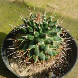 Mammillaria winterae LS 017, Monterrey, NL, Meksiko