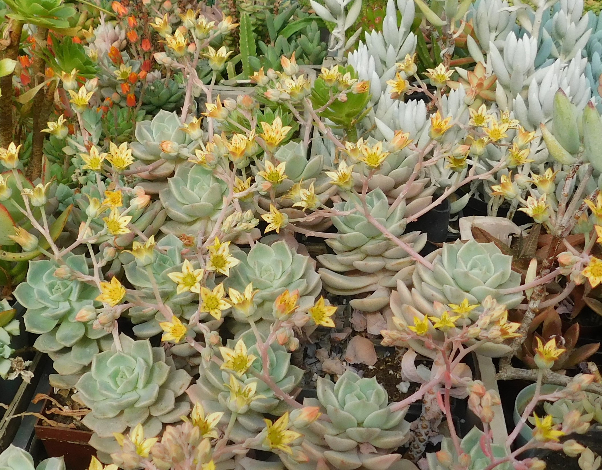 Echeveria derenbergii - Slika 2
