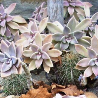 Graptopetalum paraquayense