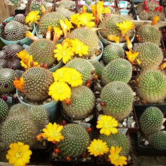 Rebutia marsoneri
