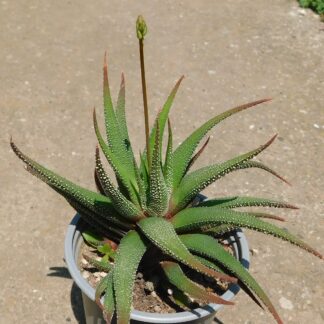 Haworthia fasciata cv. Concolor