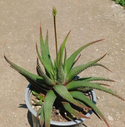 Haworthia fasciata cv. Concolor