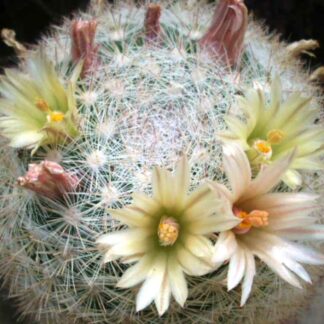 Mammillaria candida