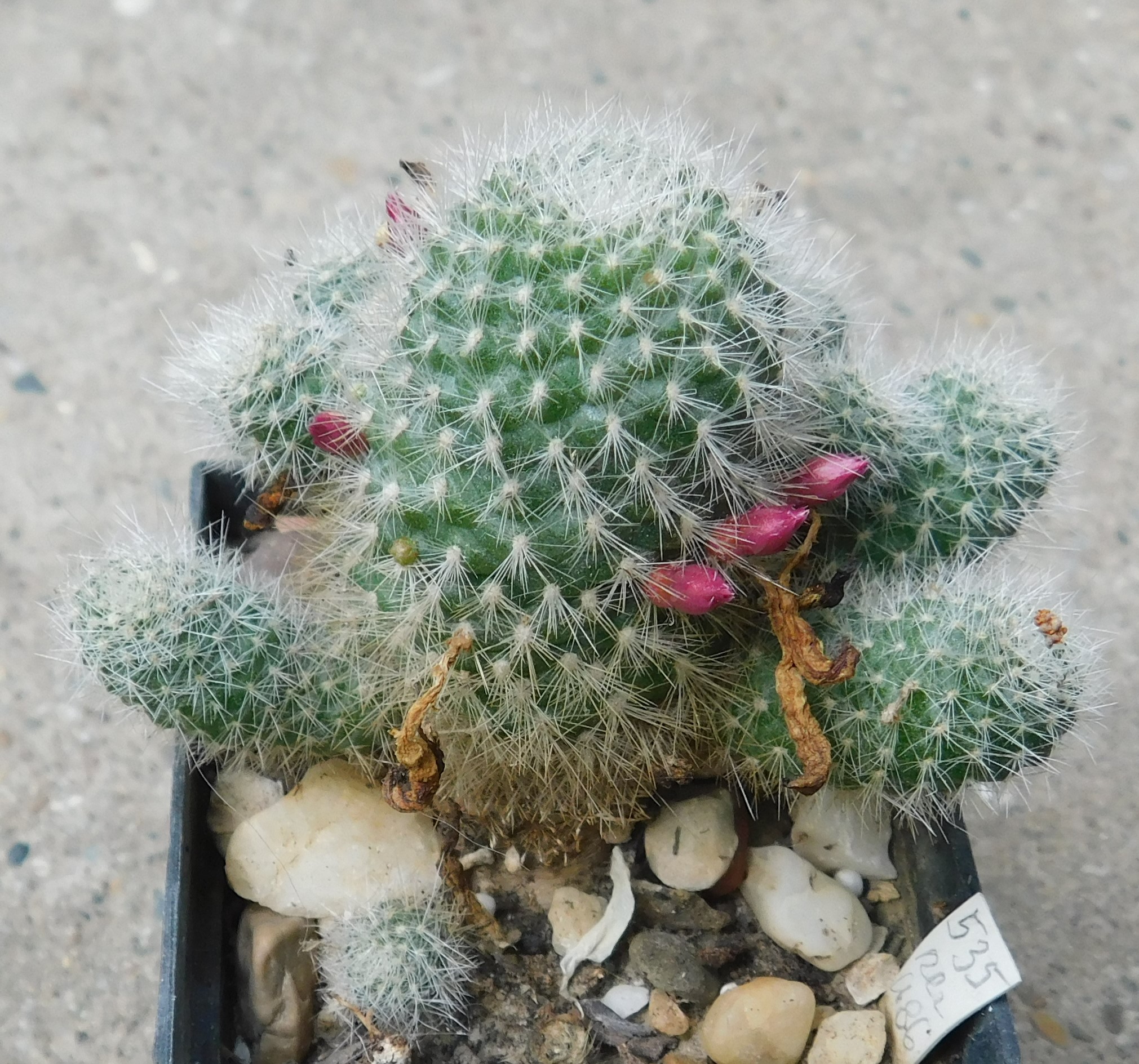 Rebutia allegraiana - Slika 2