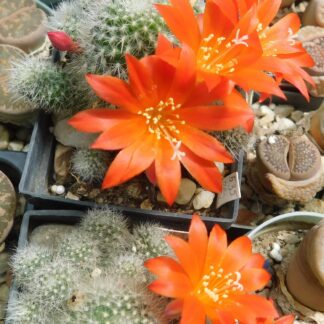 Rebutia allegraiana