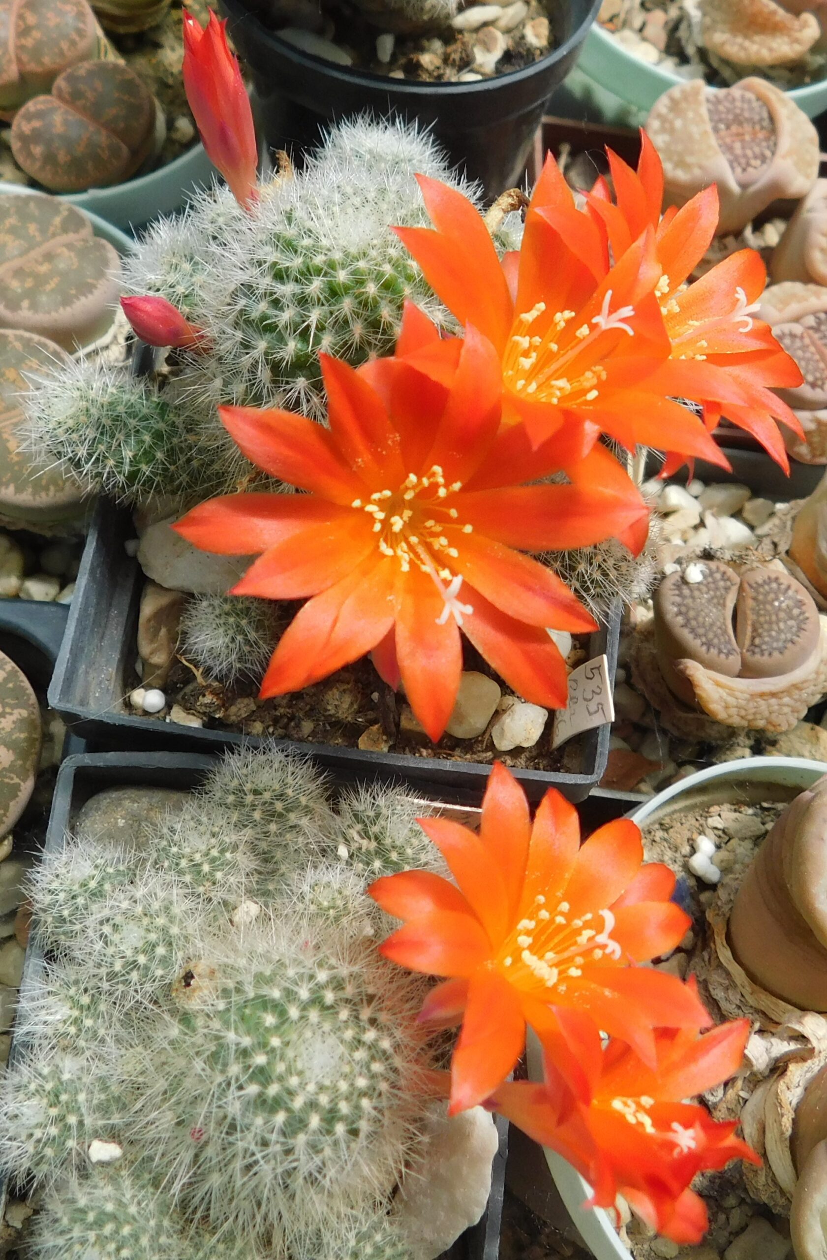 Rebutia allegraiana