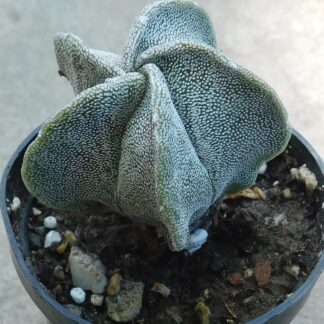Astrophytum myriostigma