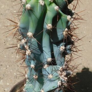Cereus sp. f. monstrosus