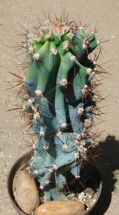 Cereus sp. f. monstrosus