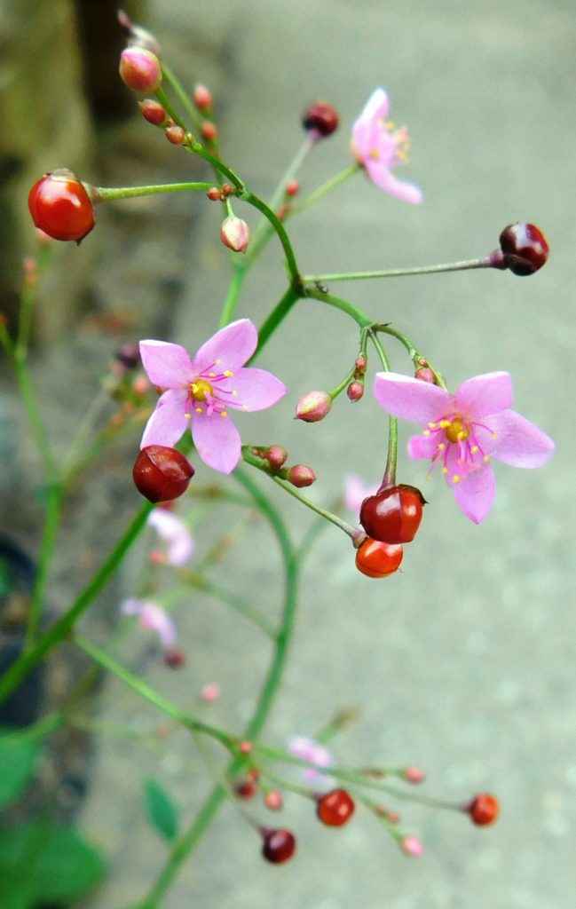 Talinum paniculatum – Online katalog