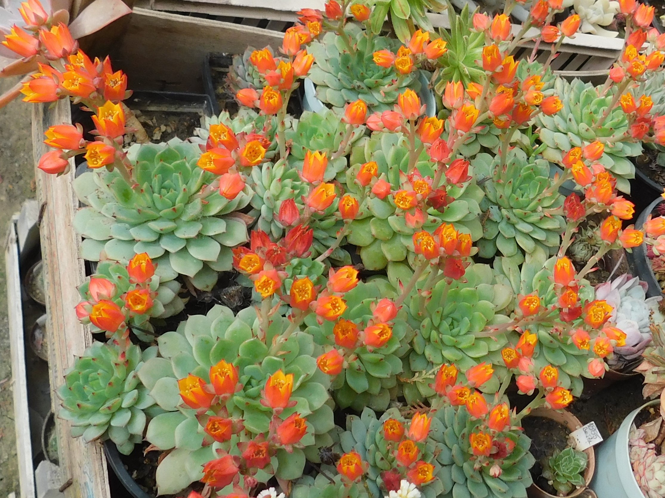Echeveria globulosa - Slika 2