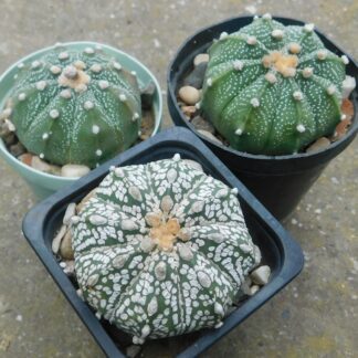 Astrophytum hibrid