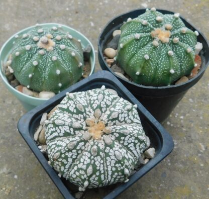 Astrophytum hibrid