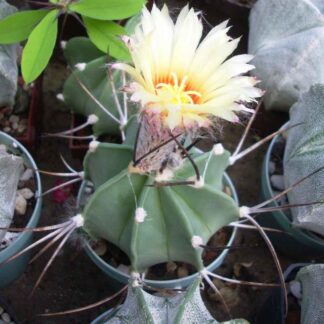Astrophytum niveum f. nudum LX, Gabino Vasquez, Coah., Meksiko