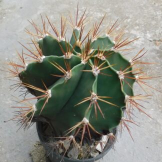 Astrophytum ornatum f. nudum