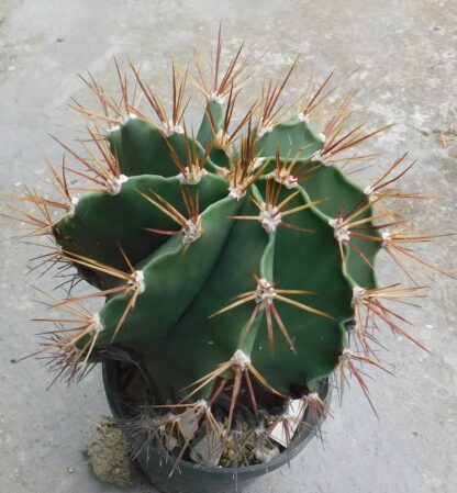 Astrophytum ornatum f. nudum