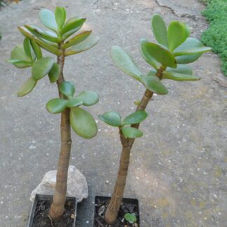 Crassula portulacea