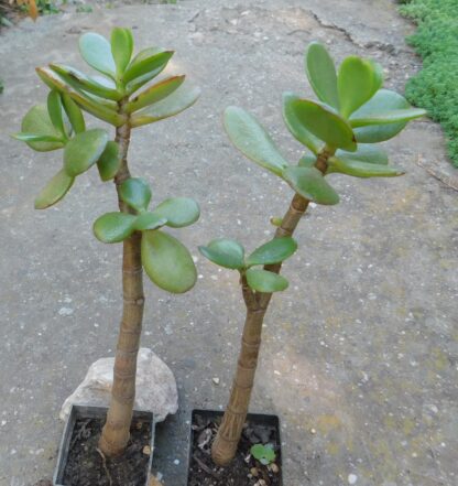 Crassula portulacea