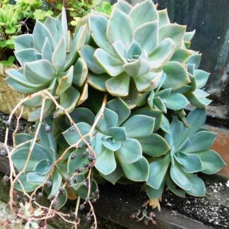 Graptoveria „Douglas Hount“