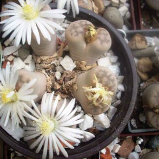 Lithops jacobseniana