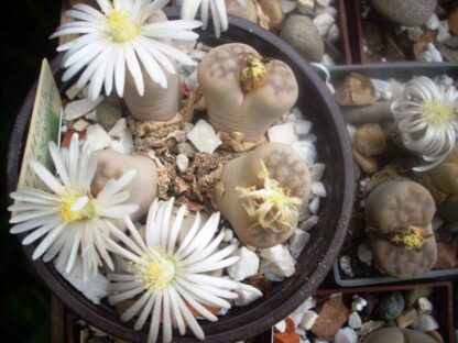 Lithops jacobseniana