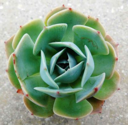 Echeveria secunda - Image 2