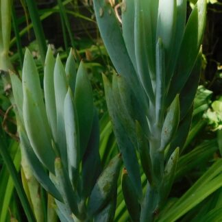 Senecio ficoides (Curio ficoides)