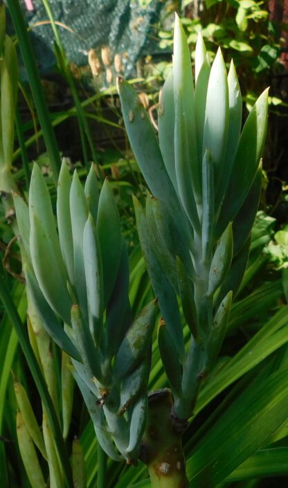 Senecio ficoides (Curio ficoides)