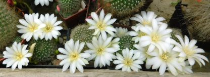 Rebutia sa belim cvetom