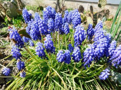 Muscari-presličica, mix - Image 2