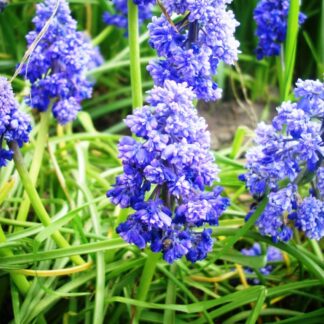 Muscari-presličica, mix