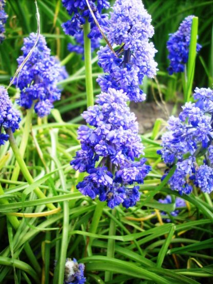 Muscari-presličica, mix