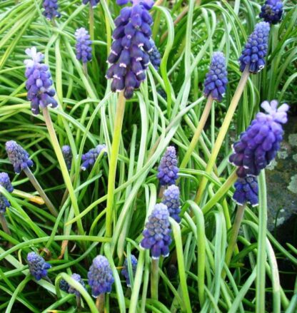 Muscari-presličica, mix - Image 3