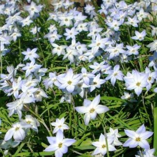 Triteleia (Ipheion) uniflorum