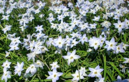 Triteleia (Ipheion) uniflorum