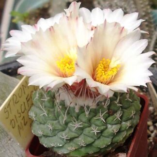 Strombocactus disciformis