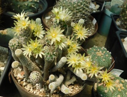 Turbinicarpus krainzianus v. minimus - Image 2