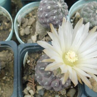 Thelocephala napina, typ., RS 1466, Huasco, Chile.