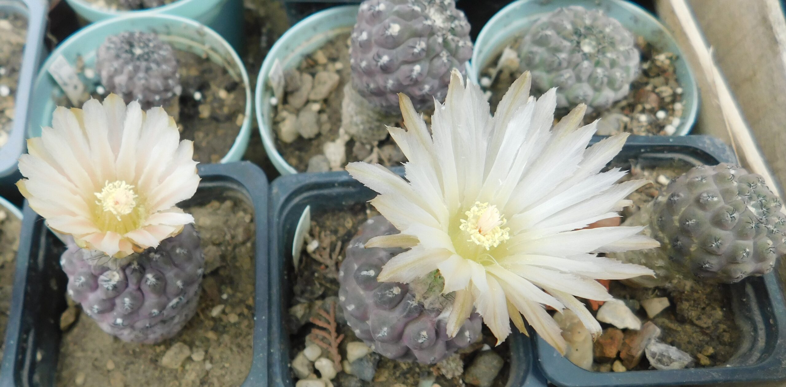 Thelocephala napina, typ., RS 1466, Huasco, Chile.